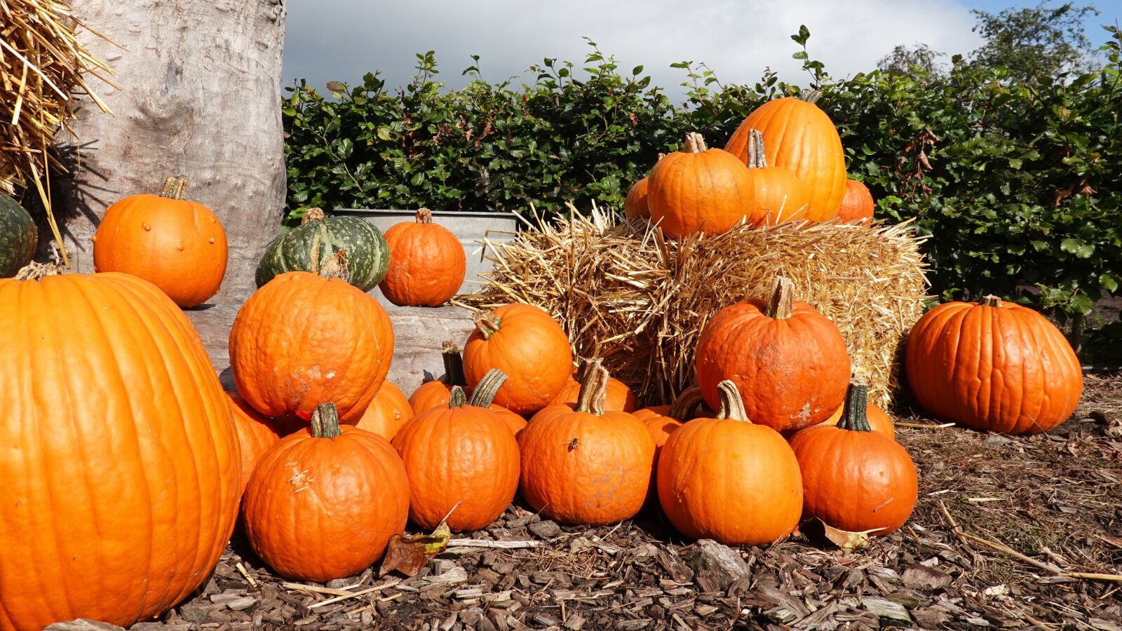 Sony Cyber-shot DSC-RX100 VI sample photo. Pumpkins, halloween, orange photography