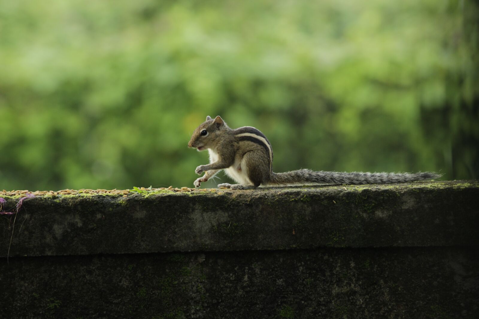 Canon EF-S 55-250mm F4-5.6 IS II sample photo. Squirrel, outdoor, cute photography