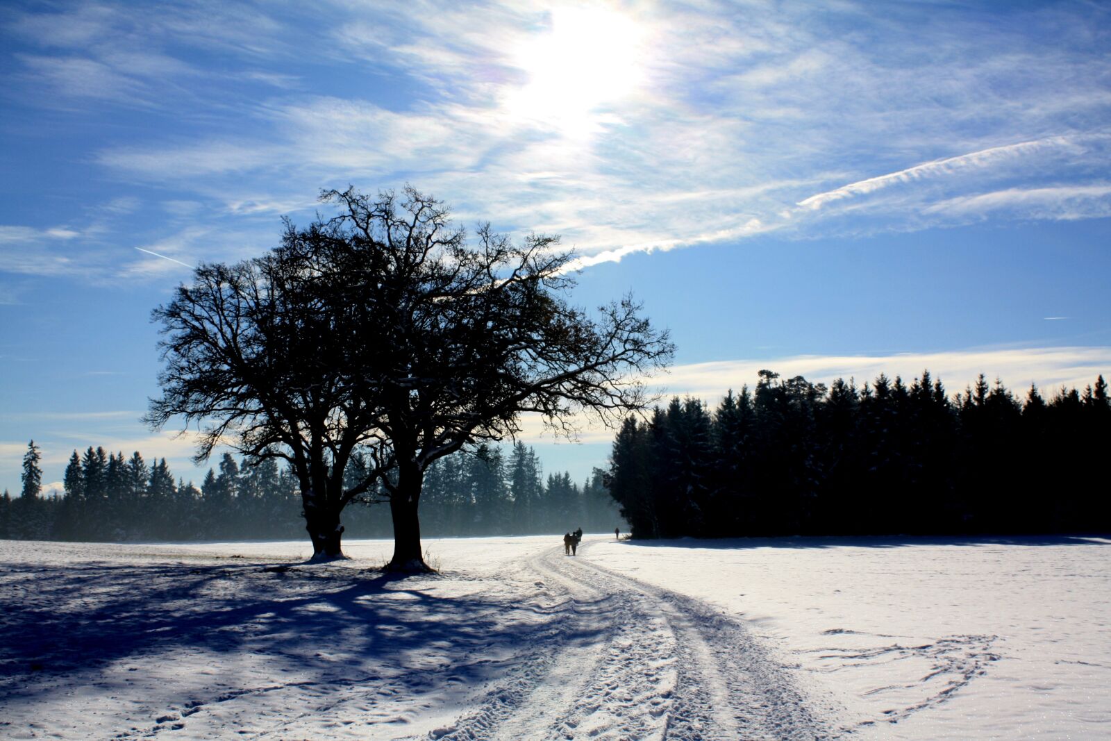 Canon EOS 450D (EOS Rebel XSi / EOS Kiss X2) sample photo. Tree, winter, snow photography