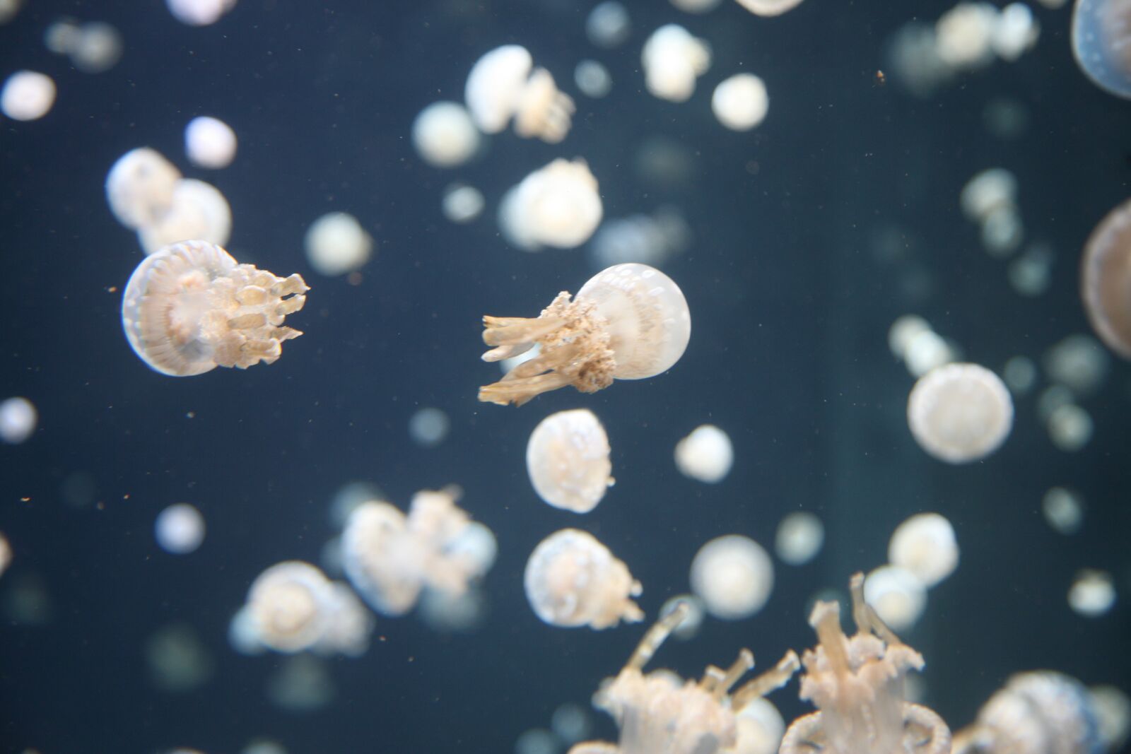 Canon EOS 5D sample photo. Jellyfish, jelly, underwater photography