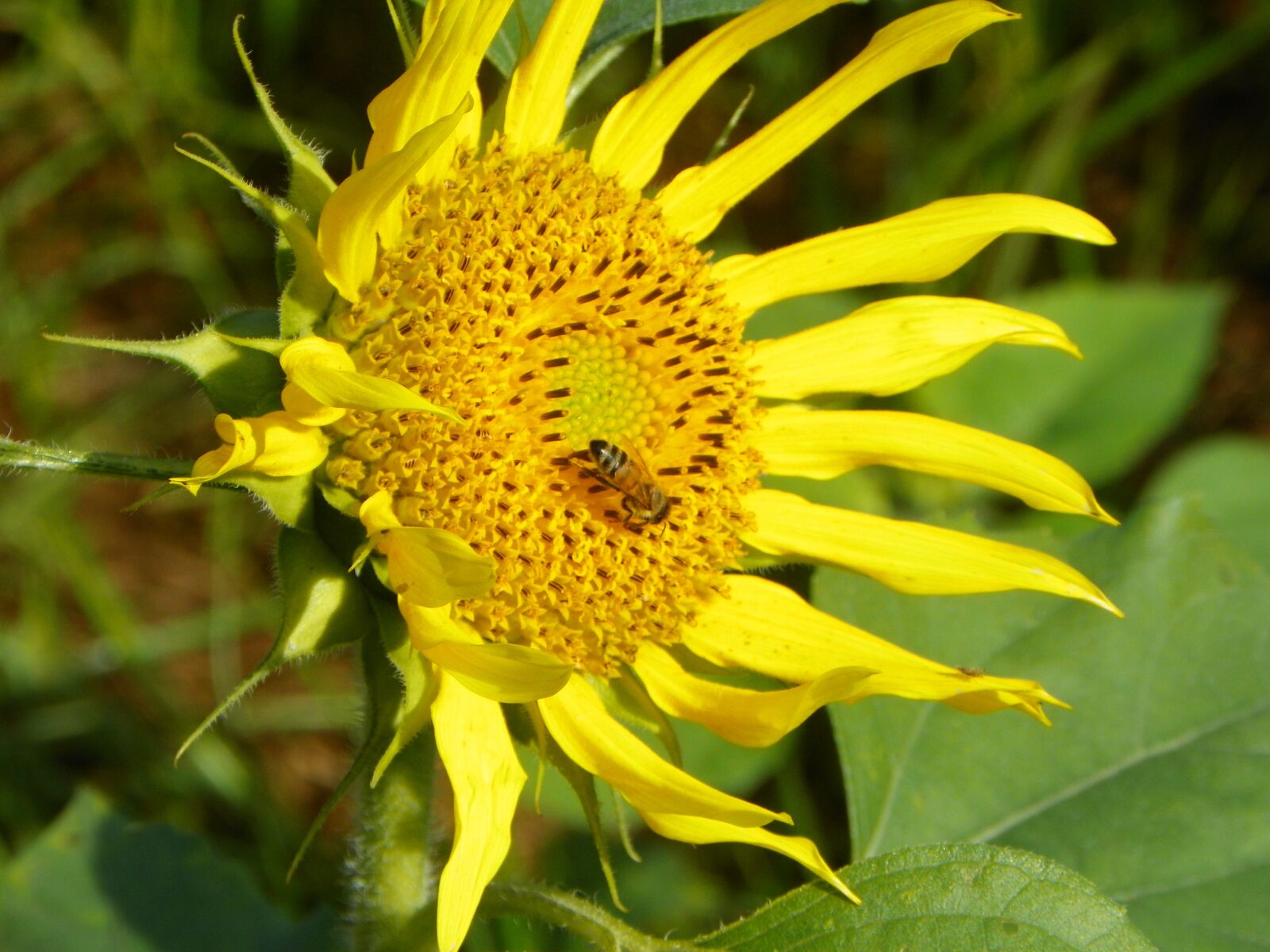 Kodak EasyShare Z981 sample photo. I, bee, sunflower photography