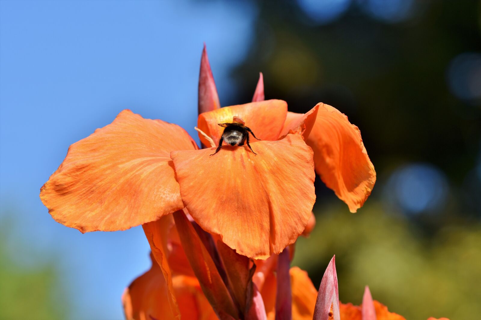 Nikon D7200 sample photo. Indian flower tube, blossom photography