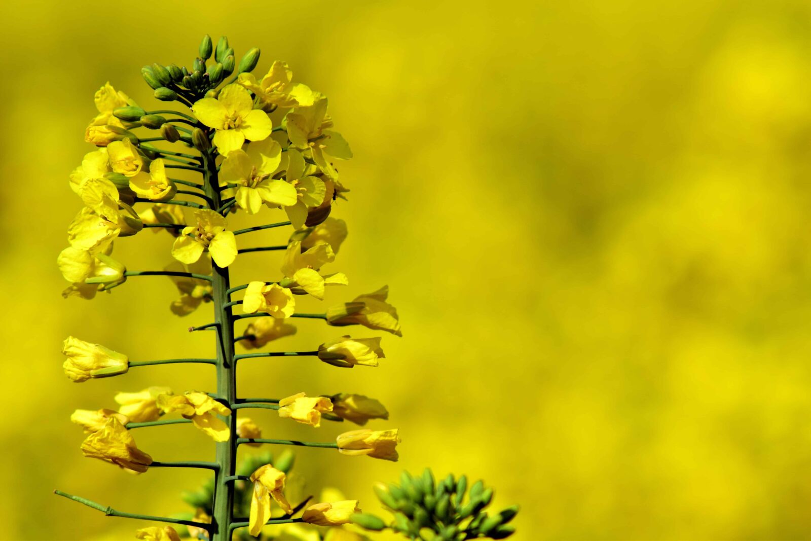 Nikon D3300 sample photo. Summer, flora, flower, nature photography