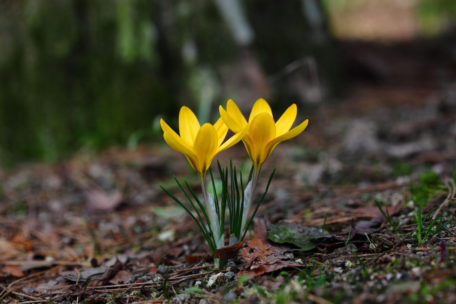 Canon EOS 5D Mark II sample photo. Nature, plants, leaf photography