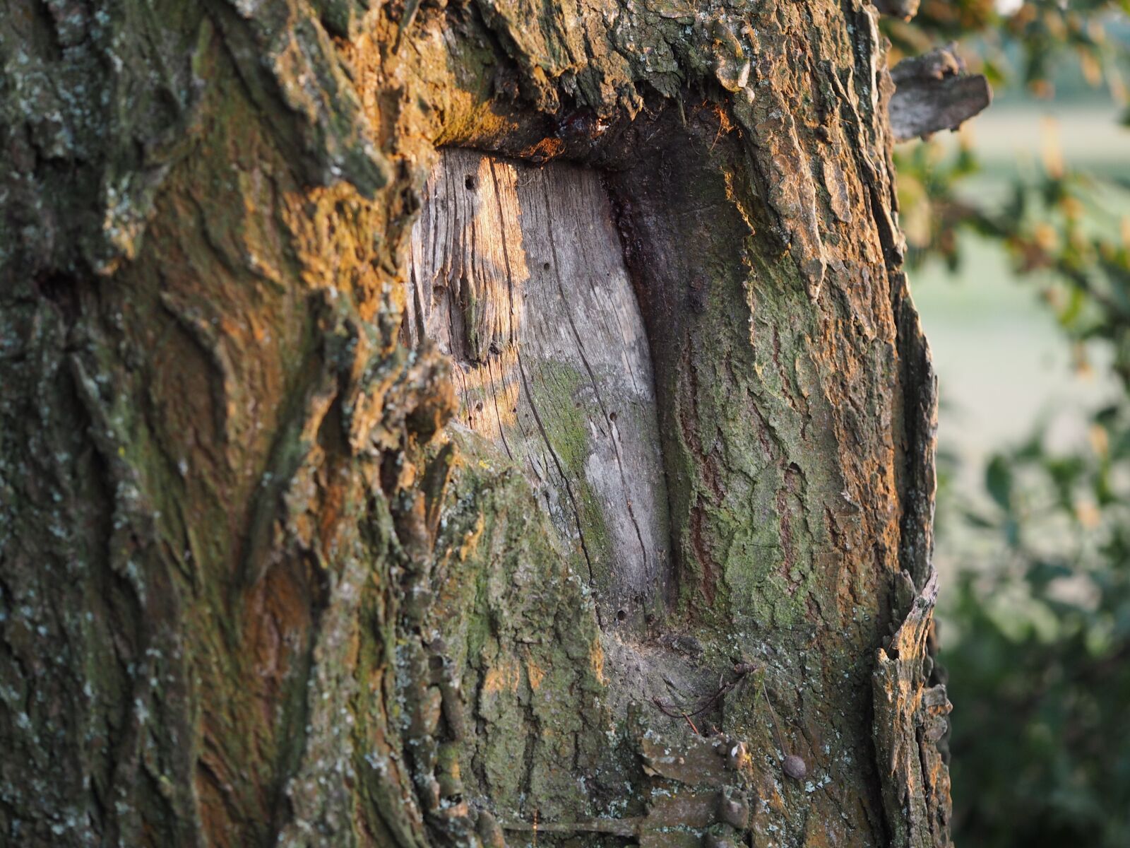 Olympus PEN E-PL7 sample photo. Tree, bark, log photography
