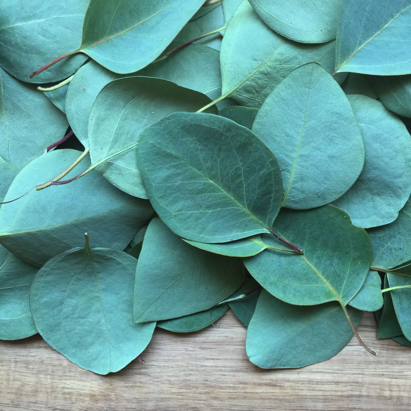 iPhone 6 Plus back camera 4.15mm f/2.2 sample photo. Eucalyptus, leaf, plant photography