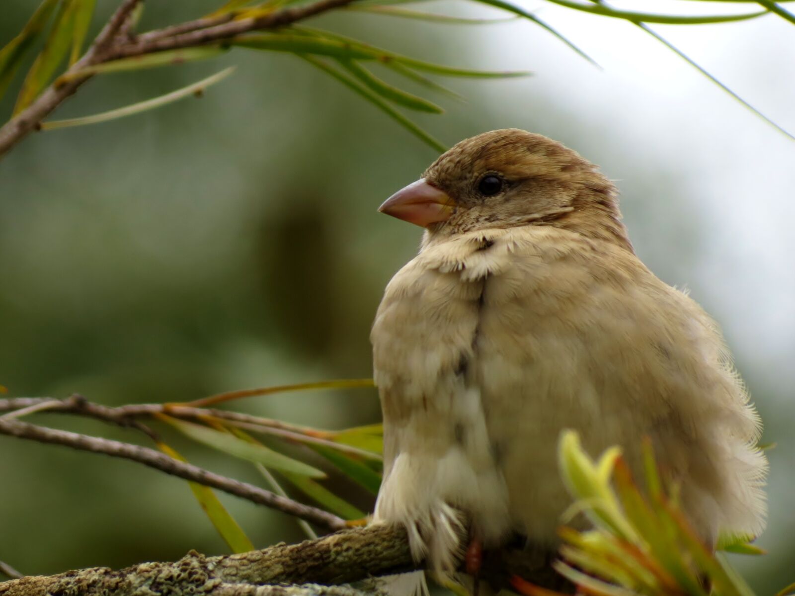 Canon PowerShot SX40 HS sample photo. Sparrow, bird, animal photography