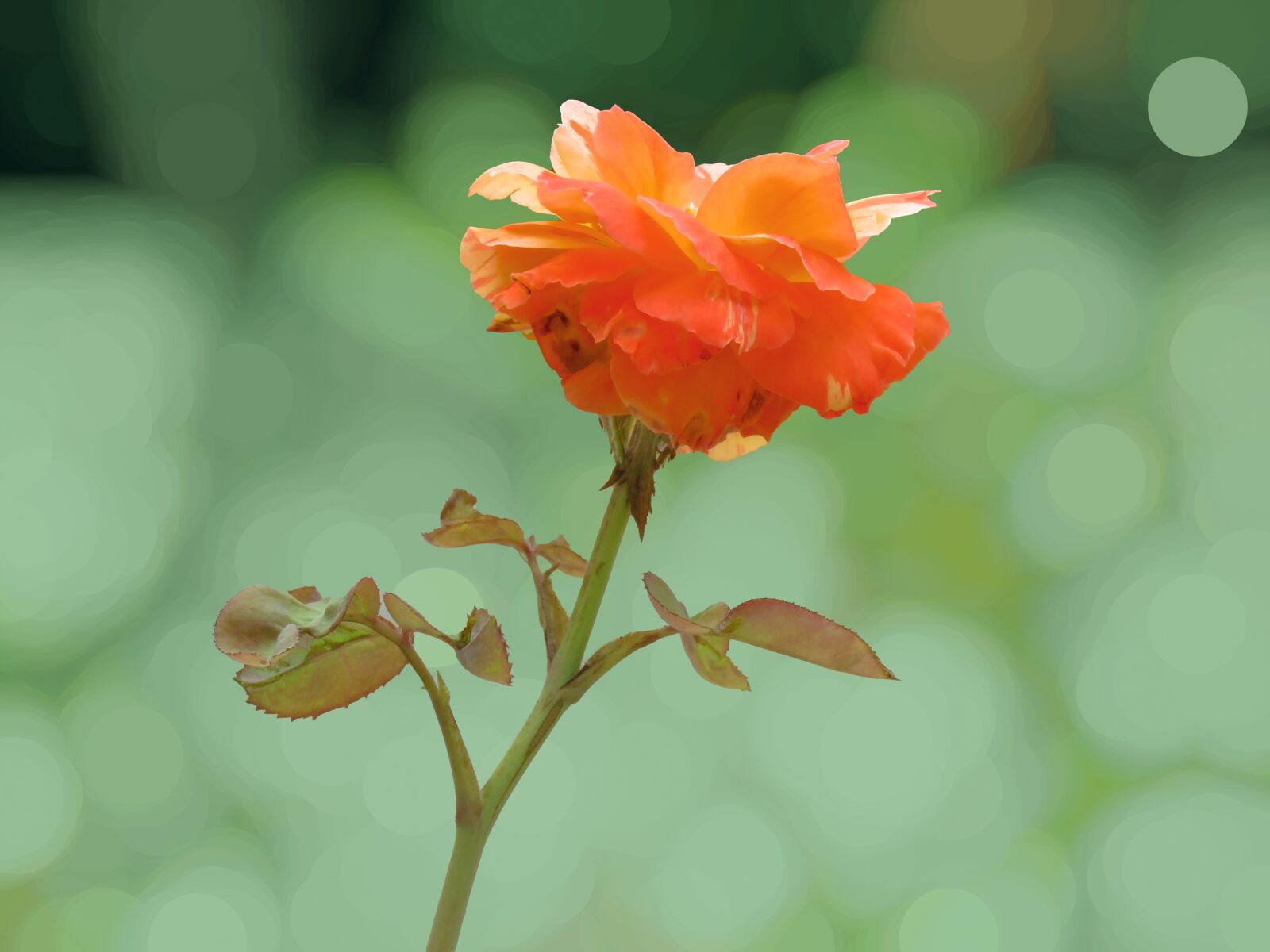 Canon PowerShot SX60 HS sample photo. Rose, orange rose, flower photography