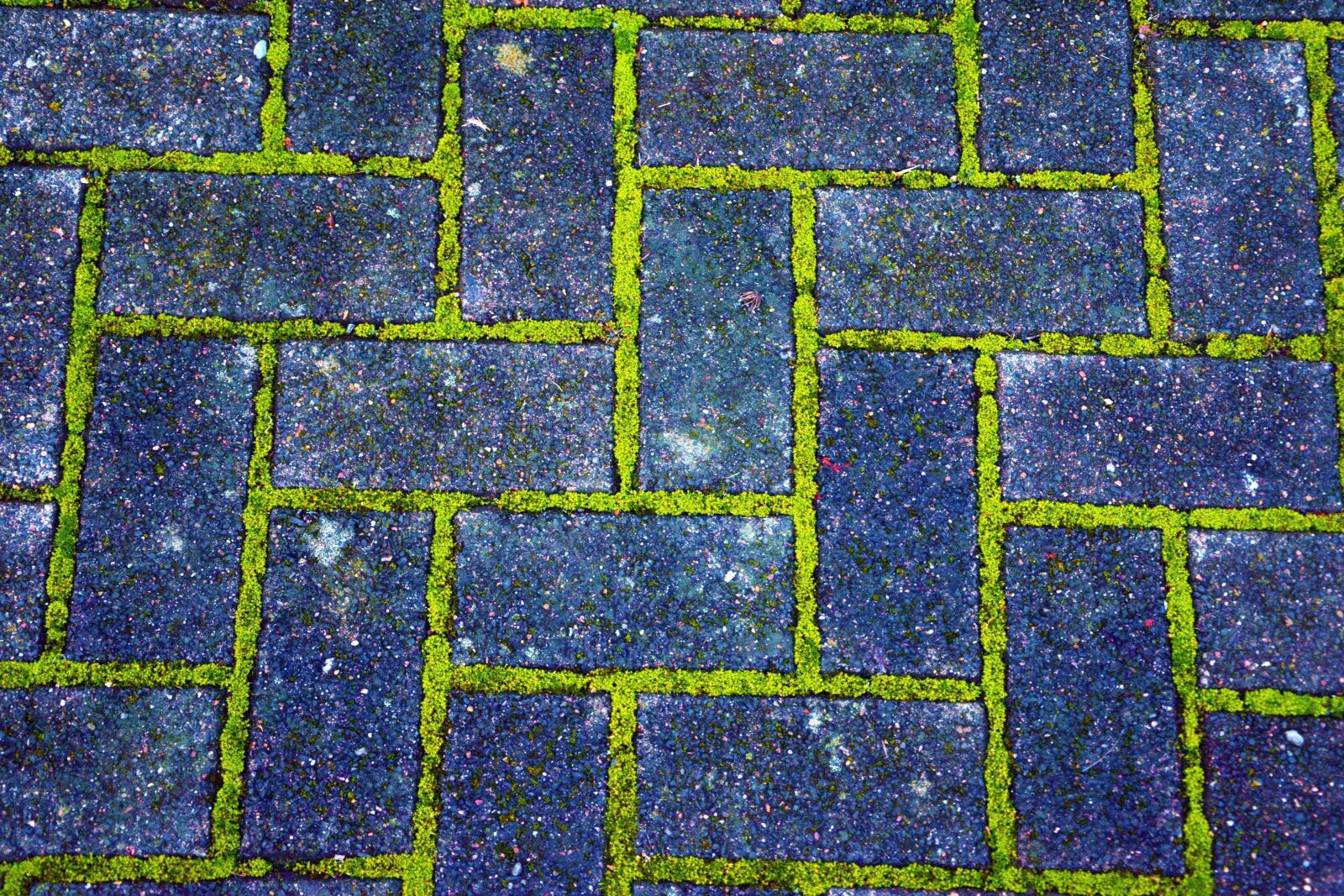 Nikon D5200 sample photo. Bricks, pavement, brick, moss photography