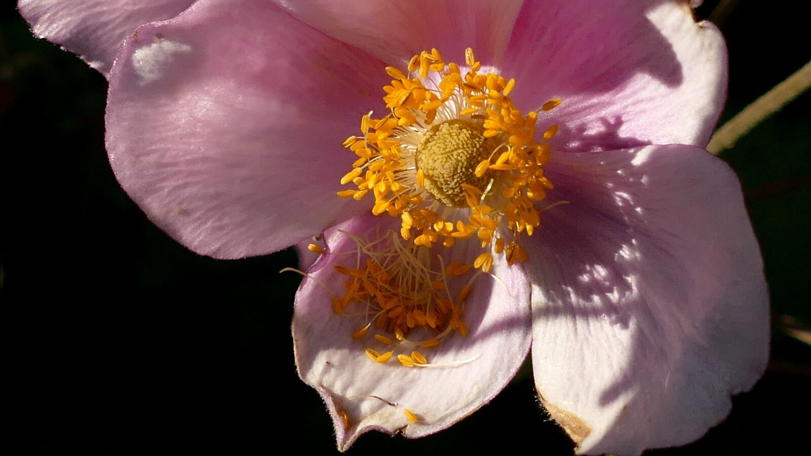 Panasonic Lumix DMC-FZ1000 sample photo. Fall anemone, anemone, blossom photography