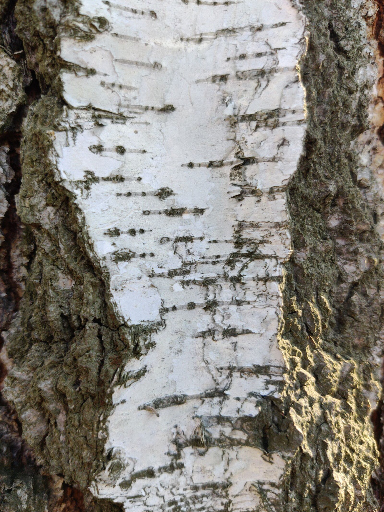 OnePlus GM1900 sample photo. Spring, tree, birch photography
