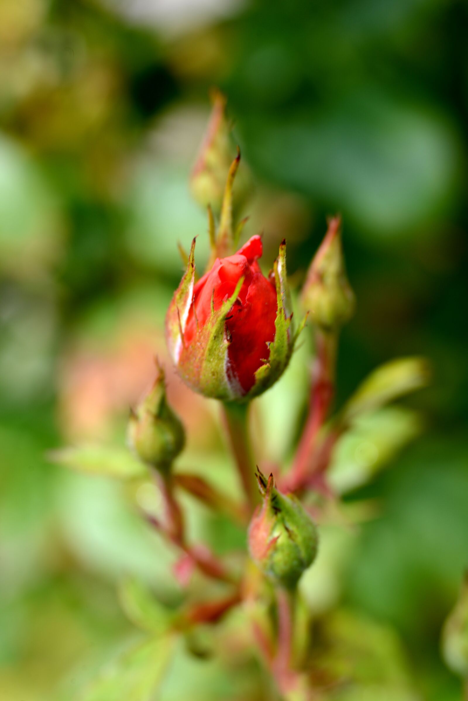 Nikon D600 sample photo. Rose, rosebud, red photography