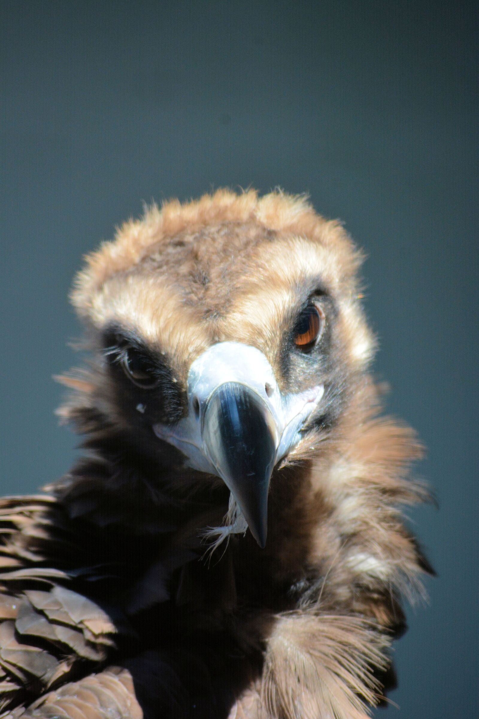 Nikon D7100 sample photo. Buzzard, bird, raptor photography