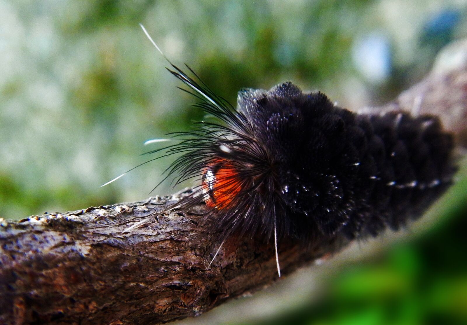 Nikon Coolpix AW110 sample photo. Worm, larva, caterpillar photography