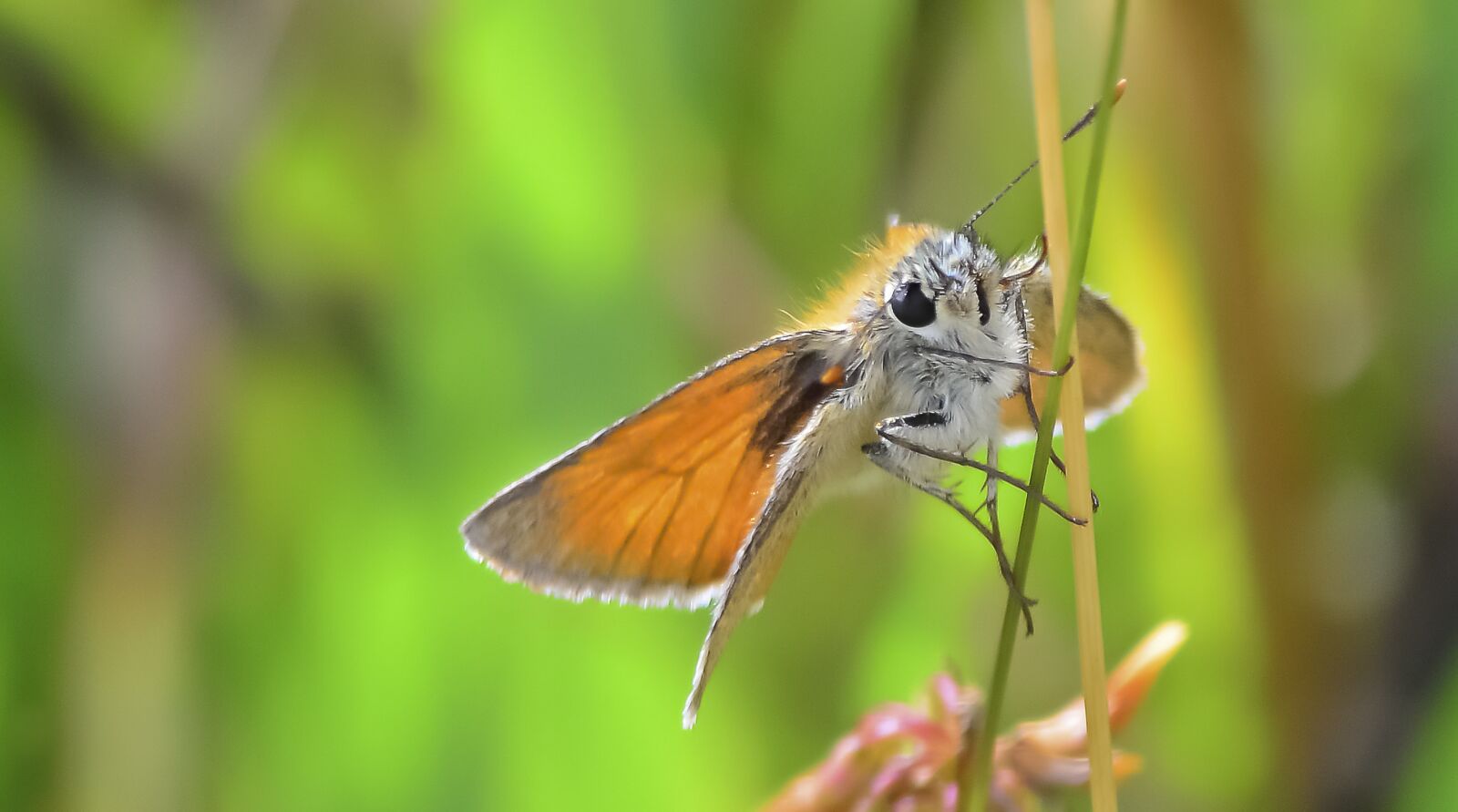 Nikon D5100 sample photo. Butterfly, lepidoptera, small skipper photography