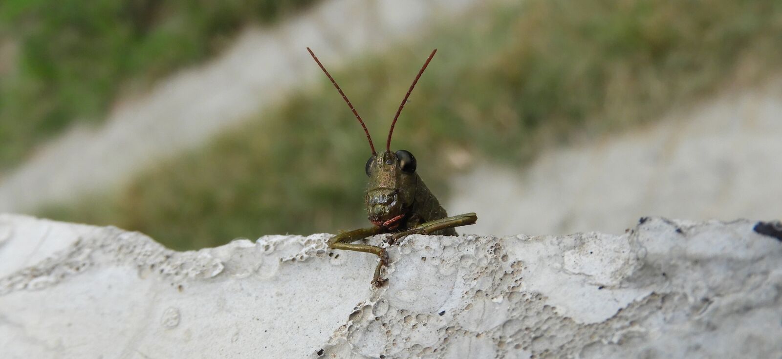 Nikon Coolpix B700 sample photo. Insect, nature, cricket photography