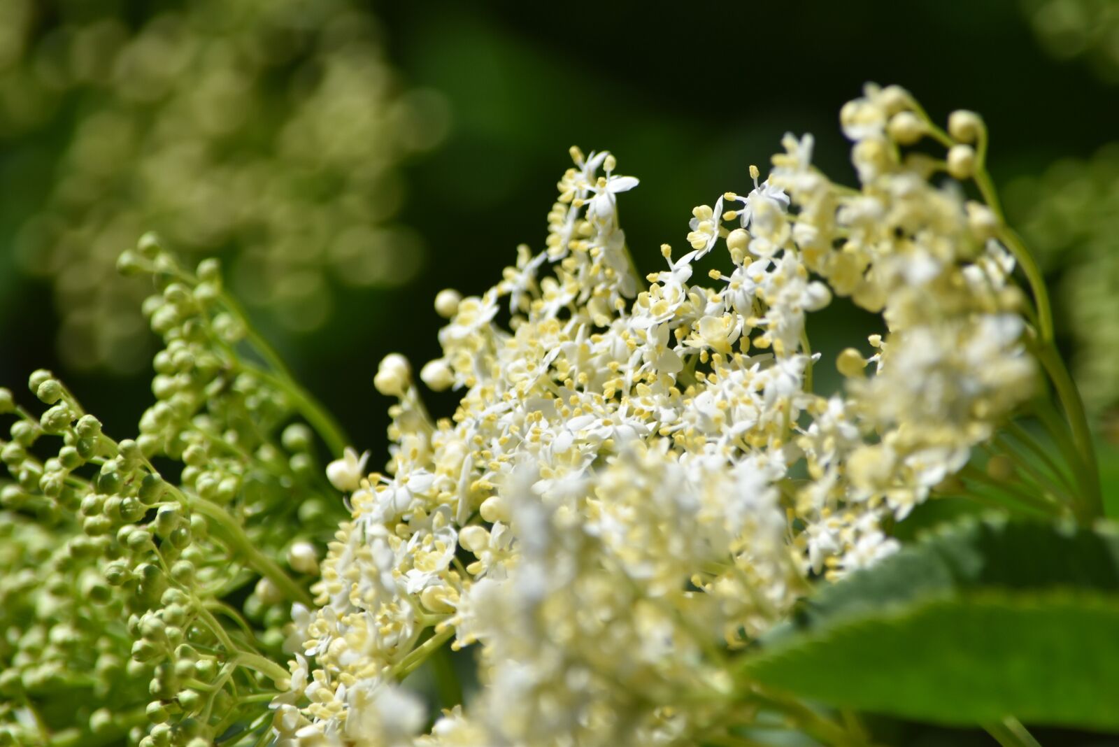 Nikon D5500 sample photo. Elderberry flowers, white flowers photography