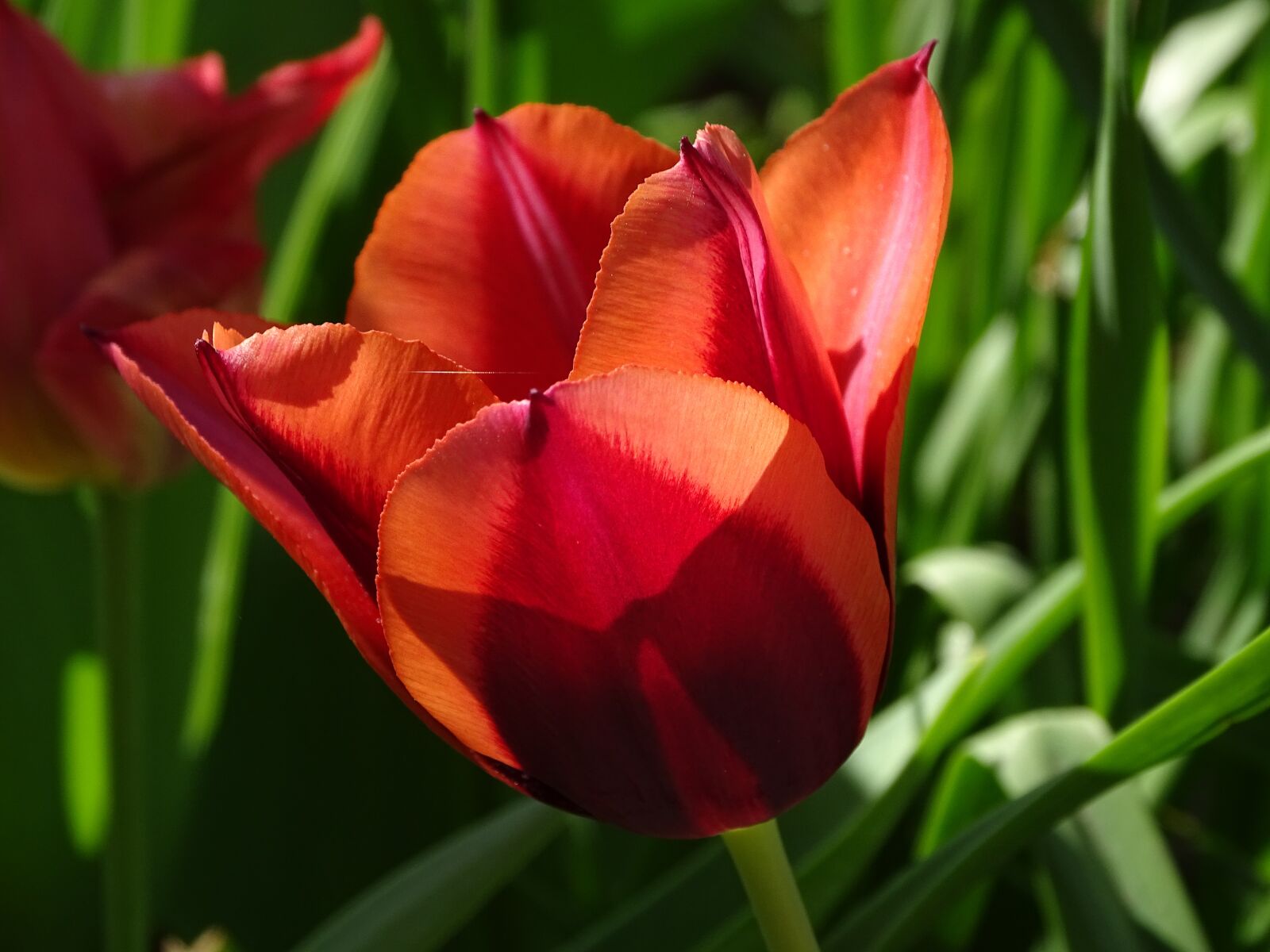 Sony Cyber-shot DSC-HX400V sample photo. Tulip, flower, colorful photography
