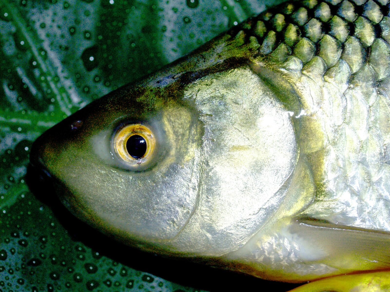 Olympus E-300 (EVOLT E-300) sample photo. Fish, carp, meal photography