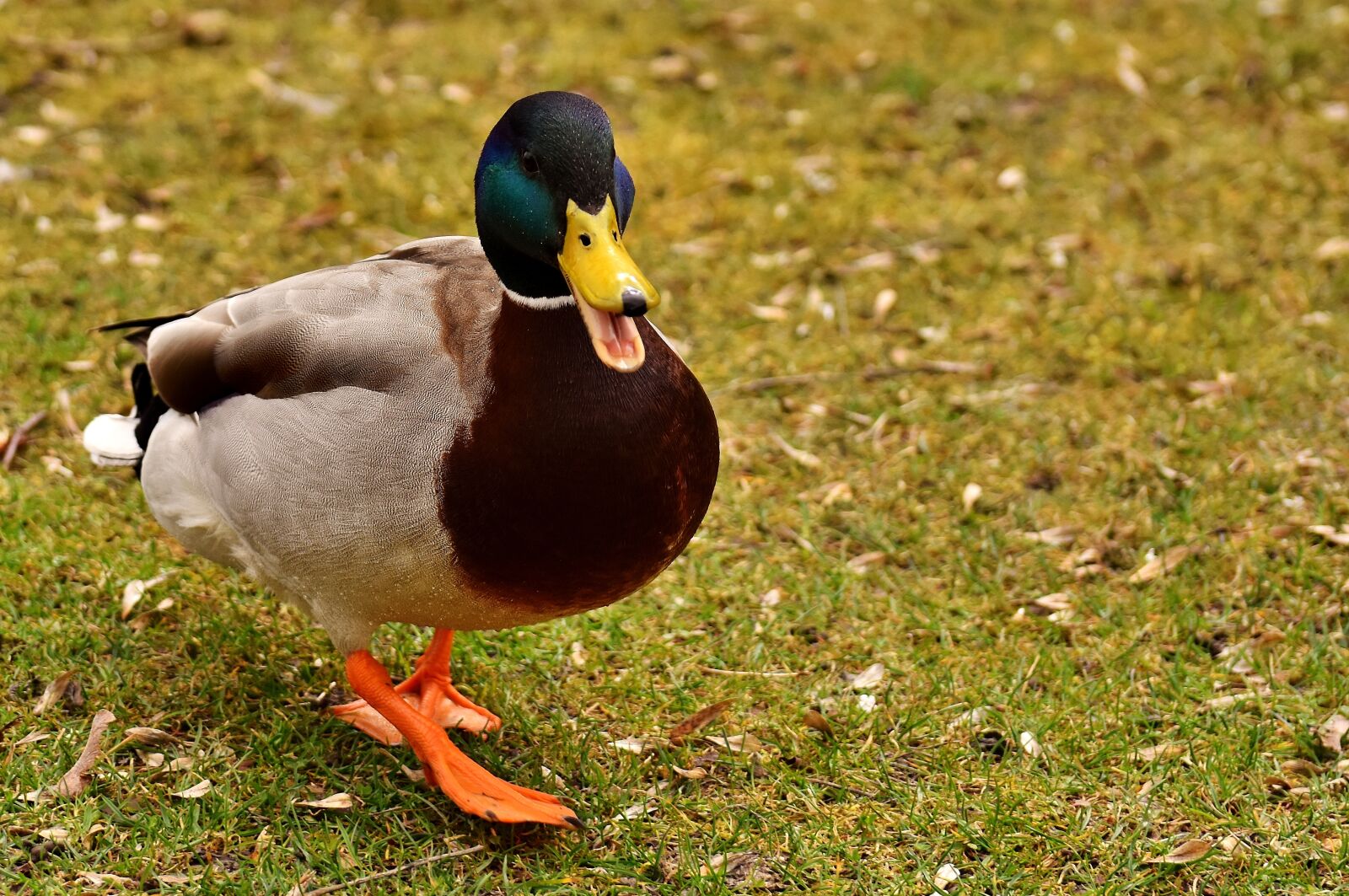 Nikon D7200 sample photo. Mallard, drake, colorful photography