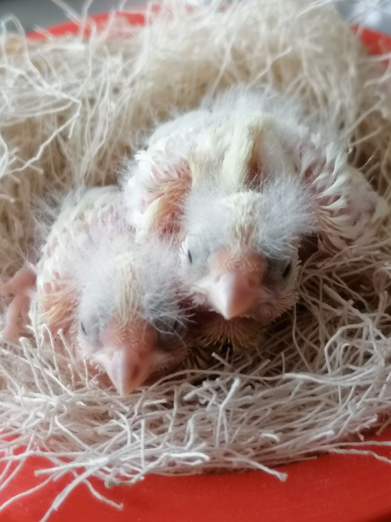HUAWEI P30 LITE sample photo. Chicks, baby bird, bird photography