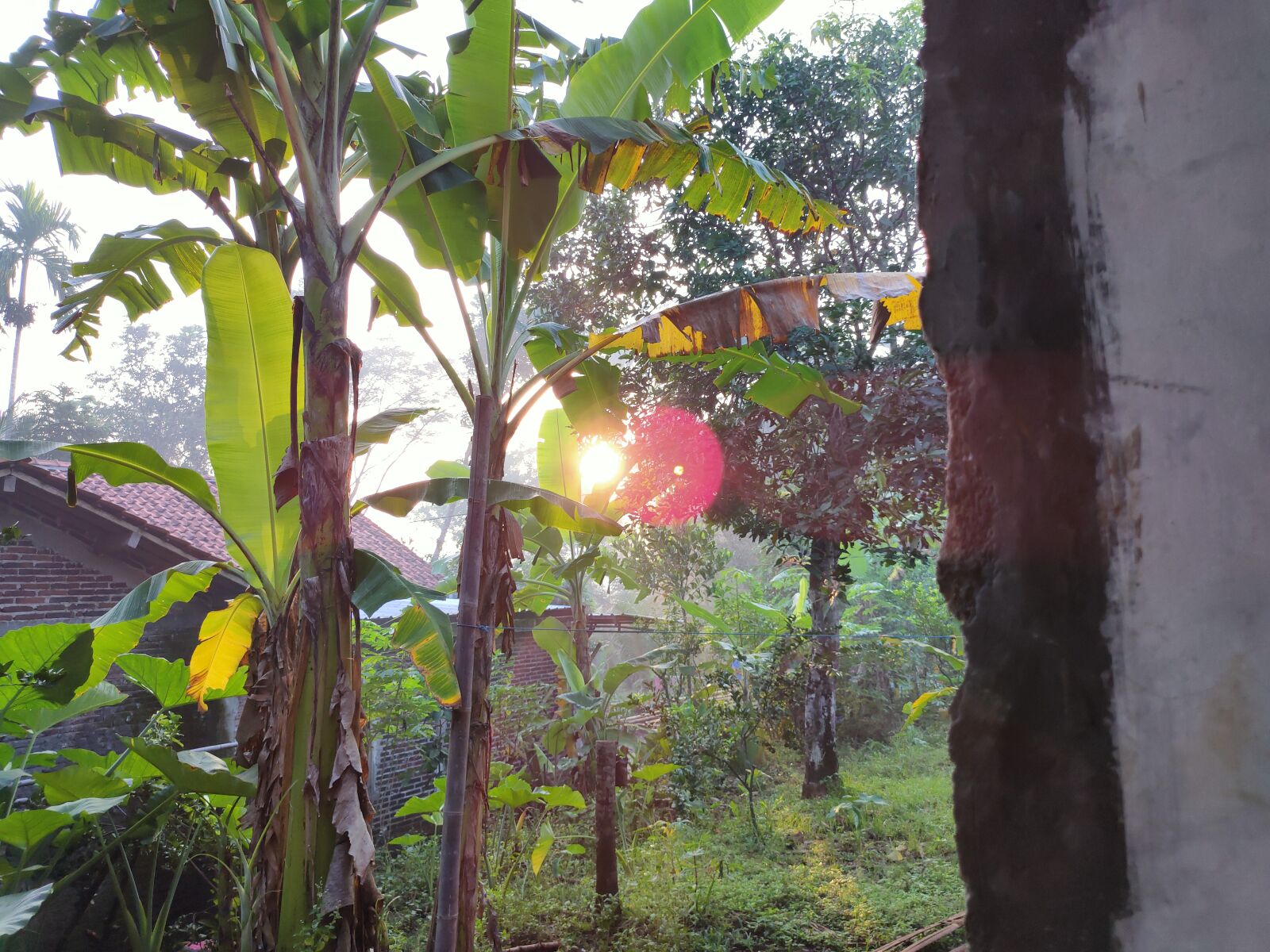 Realme XT sample photo. Sun rise, banana tree photography