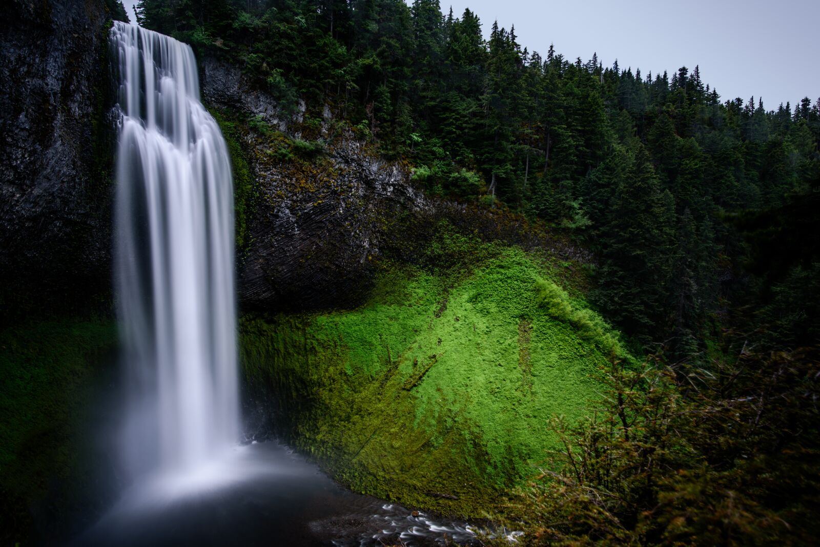 Nikon D750 sample photo. Forest, landscape, moss photography