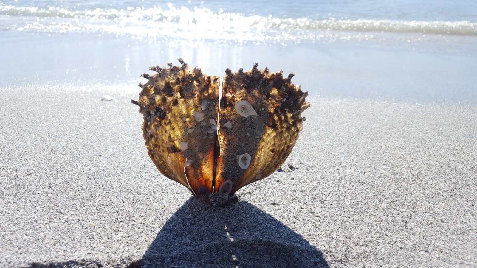 Samsung Galaxy S6 sample photo. Shell, oyster, gloss photography