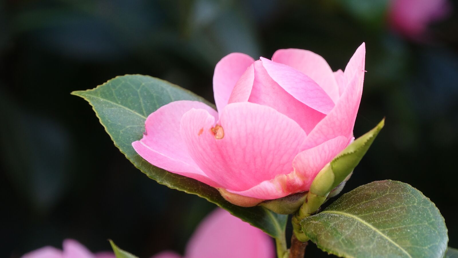 Sony Cyber-shot DSC-RX10 III sample photo. Flower, plant, leaf photography