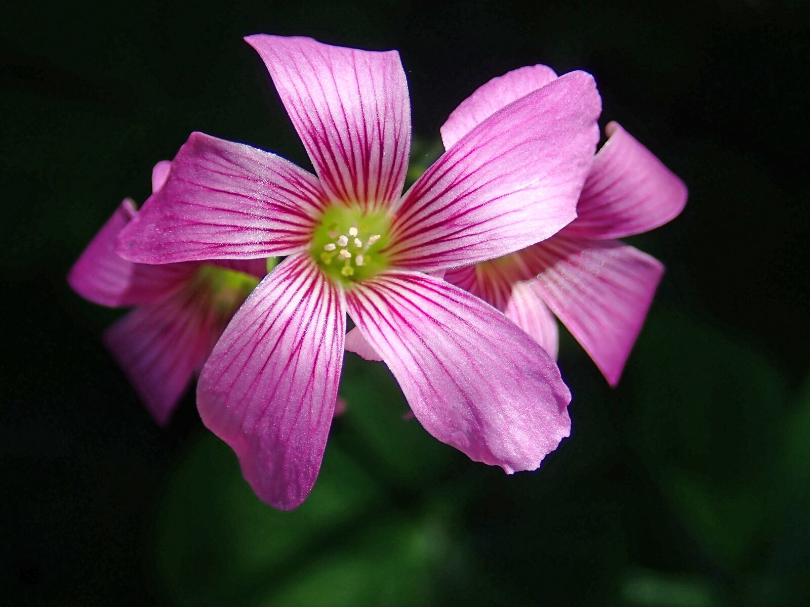 Olympus TG-5 sample photo. Flower, pink, shamrock photography