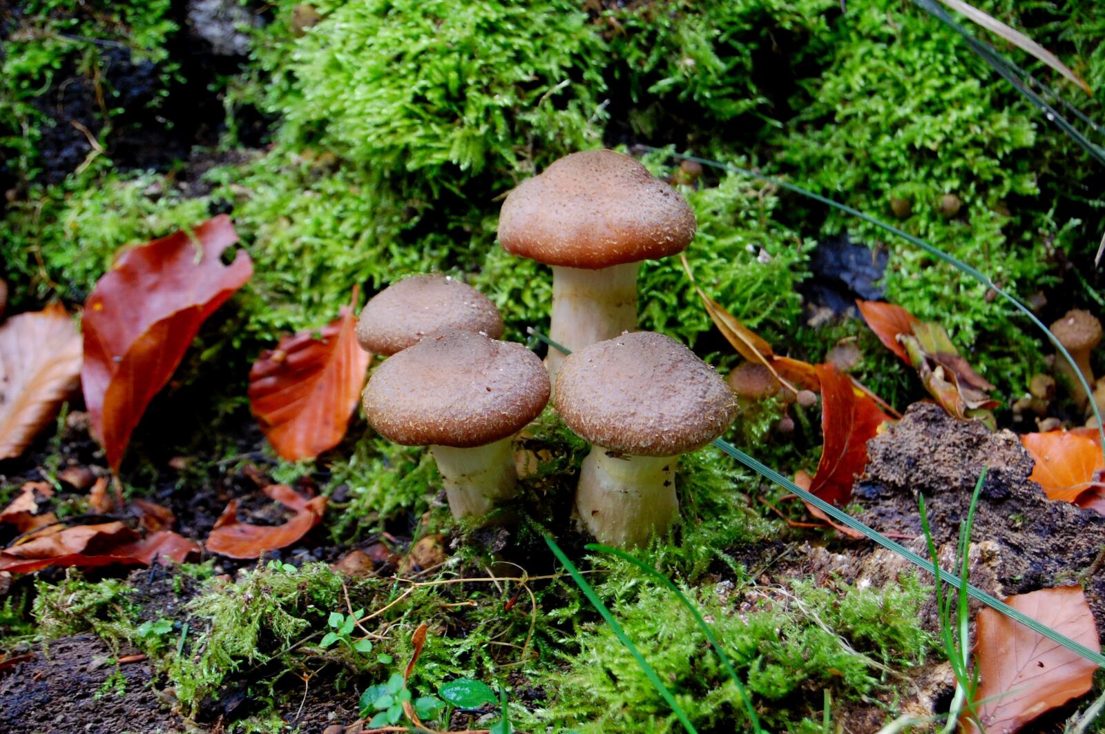 Nikon D40 sample photo. Mushroom, rac, autumn photography