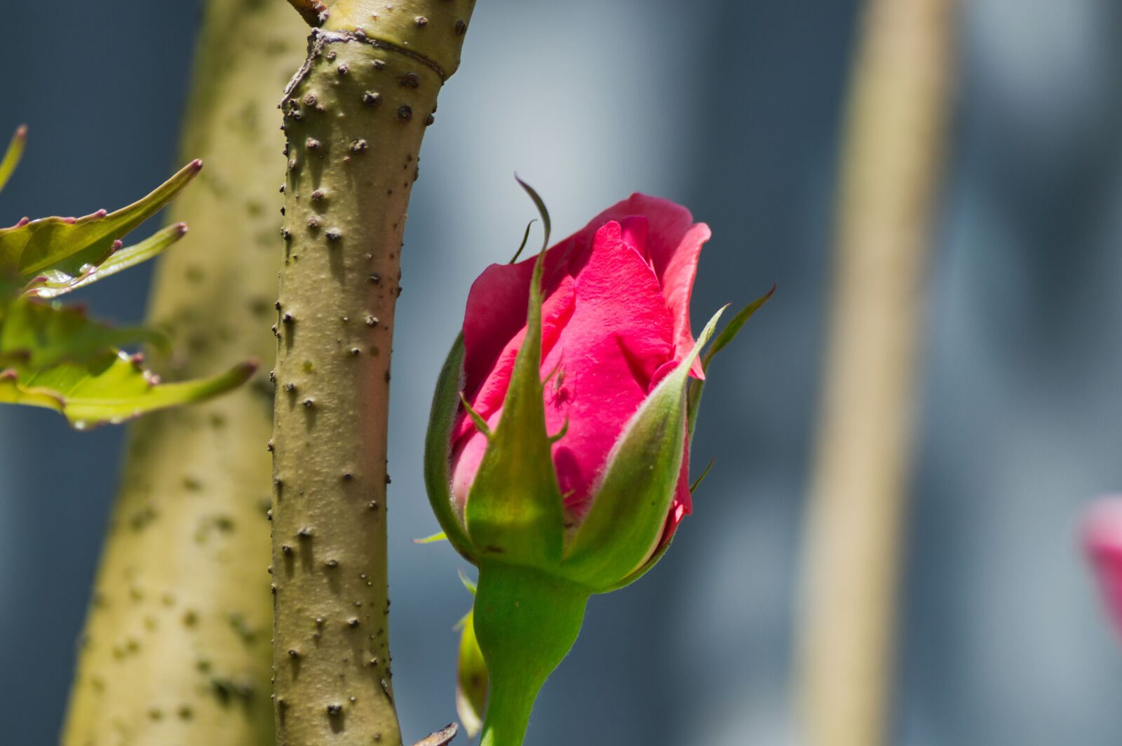 Nikon D3200 sample photo. Costa rica, garden, flower photography