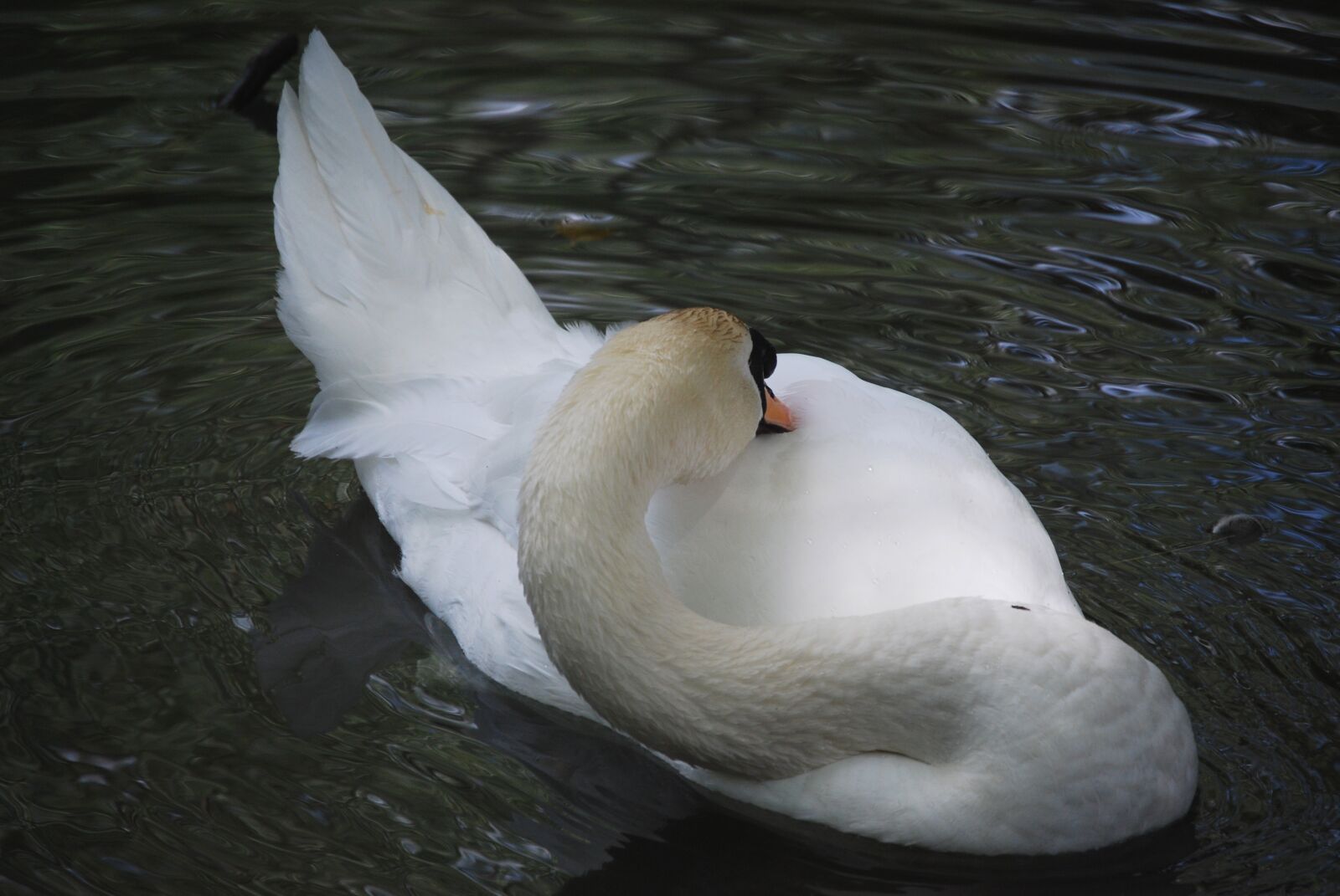 Nikon D40X sample photo. Swans, swan, river photography