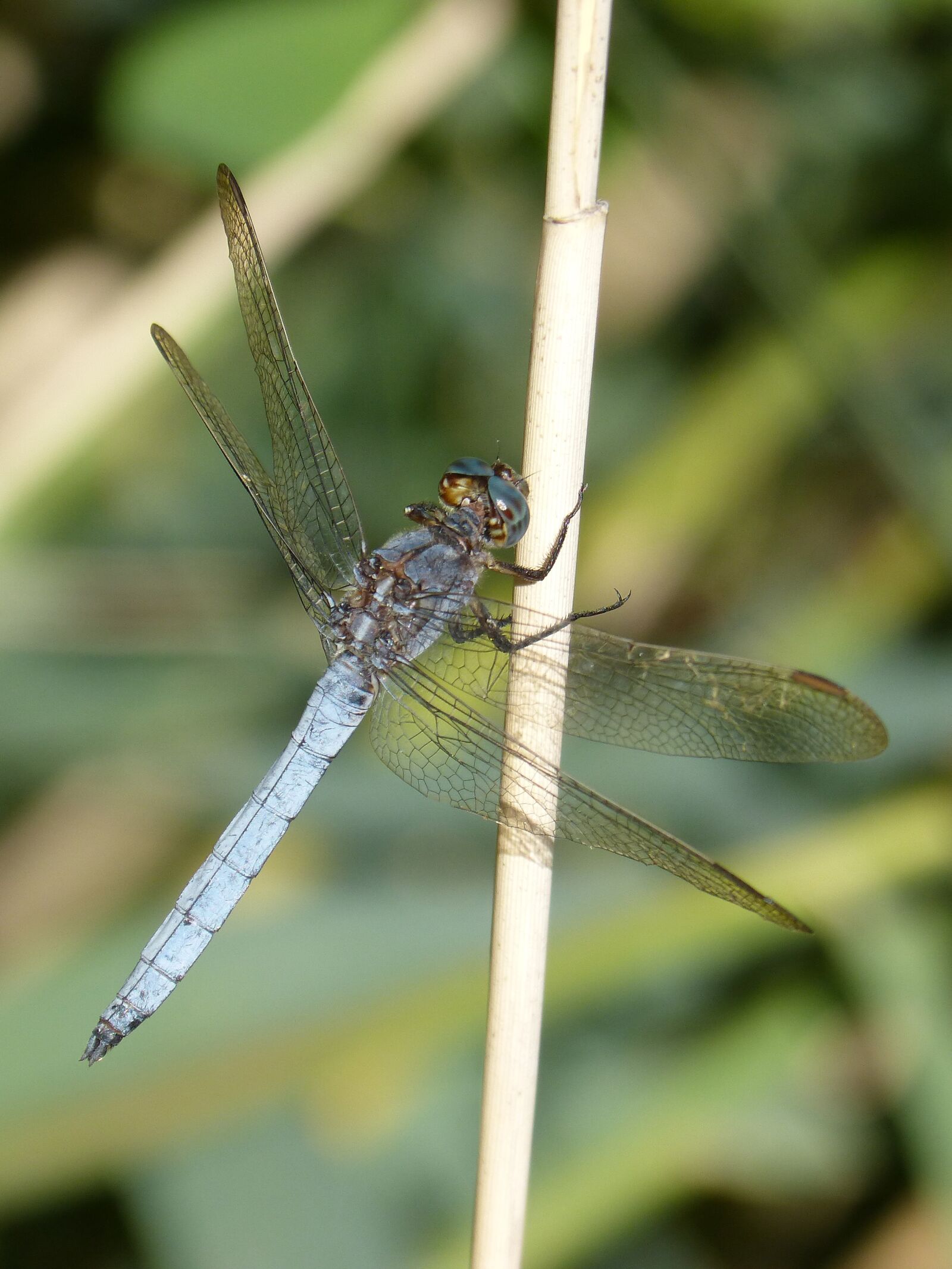 Panasonic DMC-FZ62 sample photo. Dragonfly, blue dragonfly, orthetrum photography