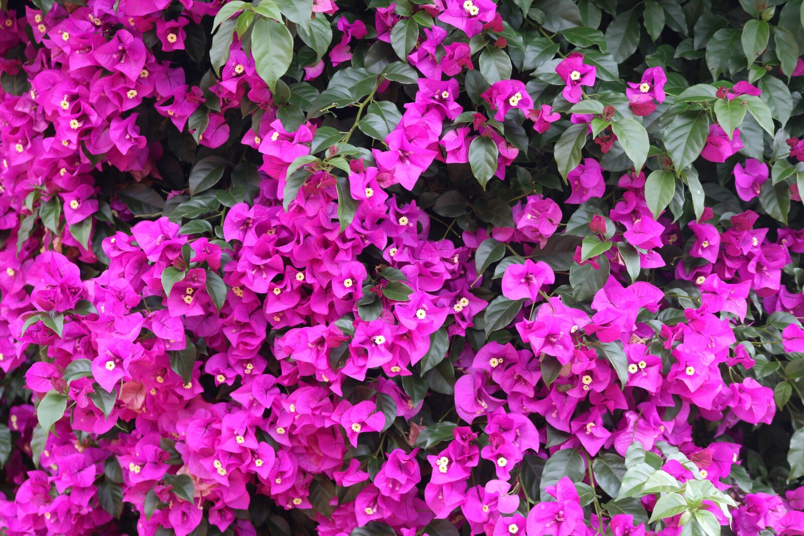 Canon EOS 750D (EOS Rebel T6i / EOS Kiss X8i) sample photo. Flower, garden, flora photography