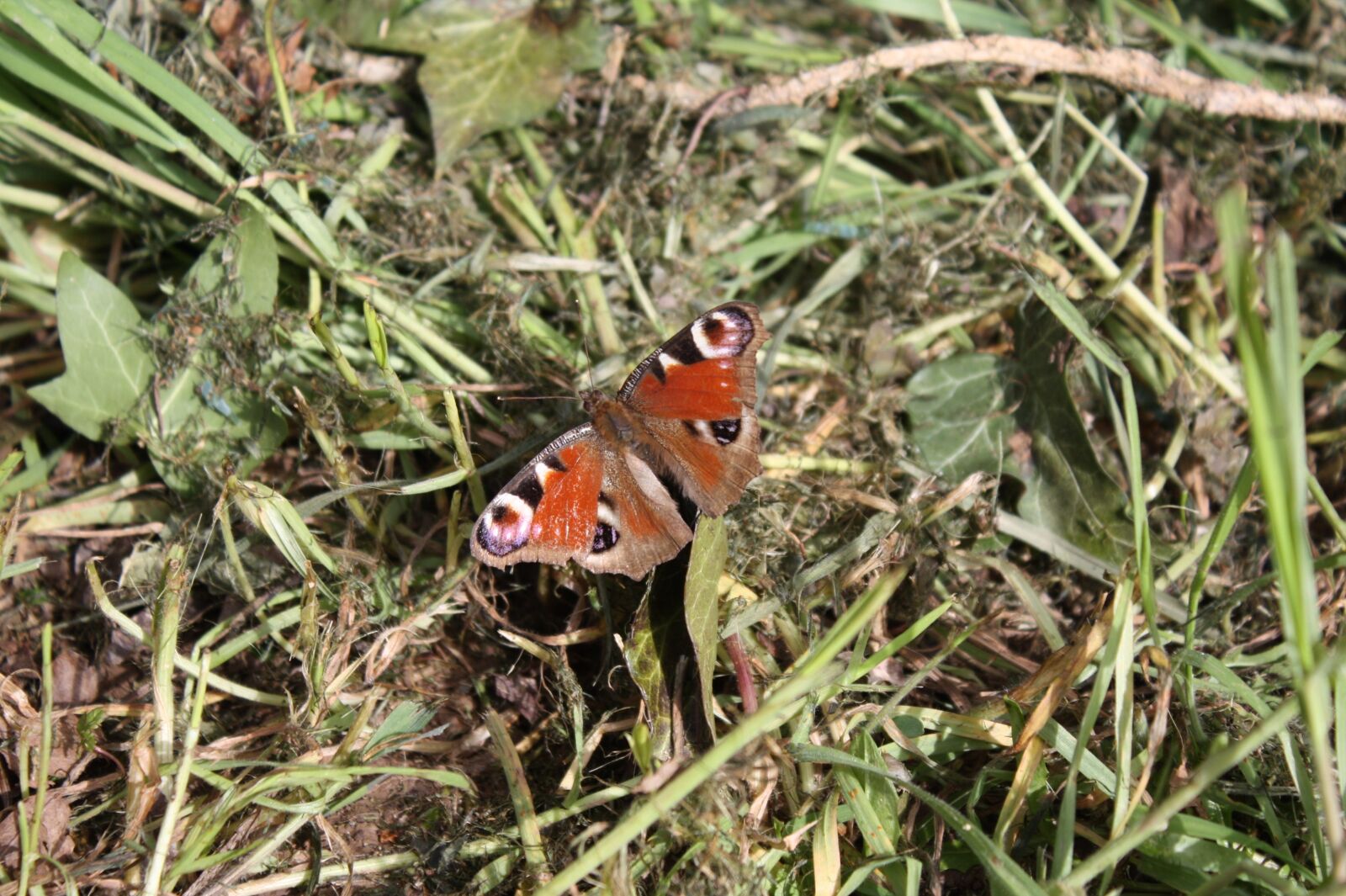 Canon EOS 450D (EOS Rebel XSi / EOS Kiss X2) sample photo. Peacock butterfly, butterfly, peacock photography