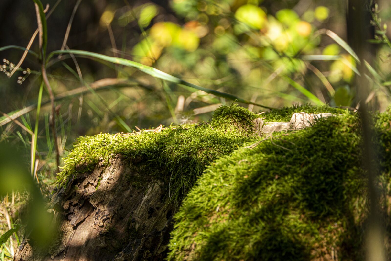 Panasonic Lumix DMC-FZ2500 (Lumix DMC-FZ2000) sample photo. Moss, the sun, forest photography
