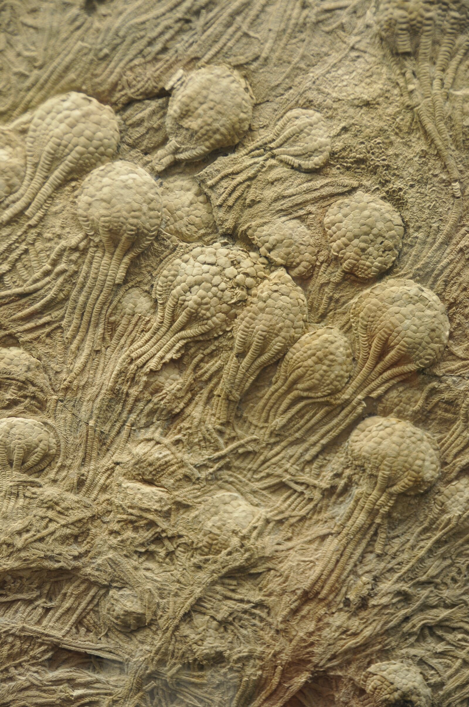 Nikon D300S sample photo. Crinoids, free swimming, fossil photography