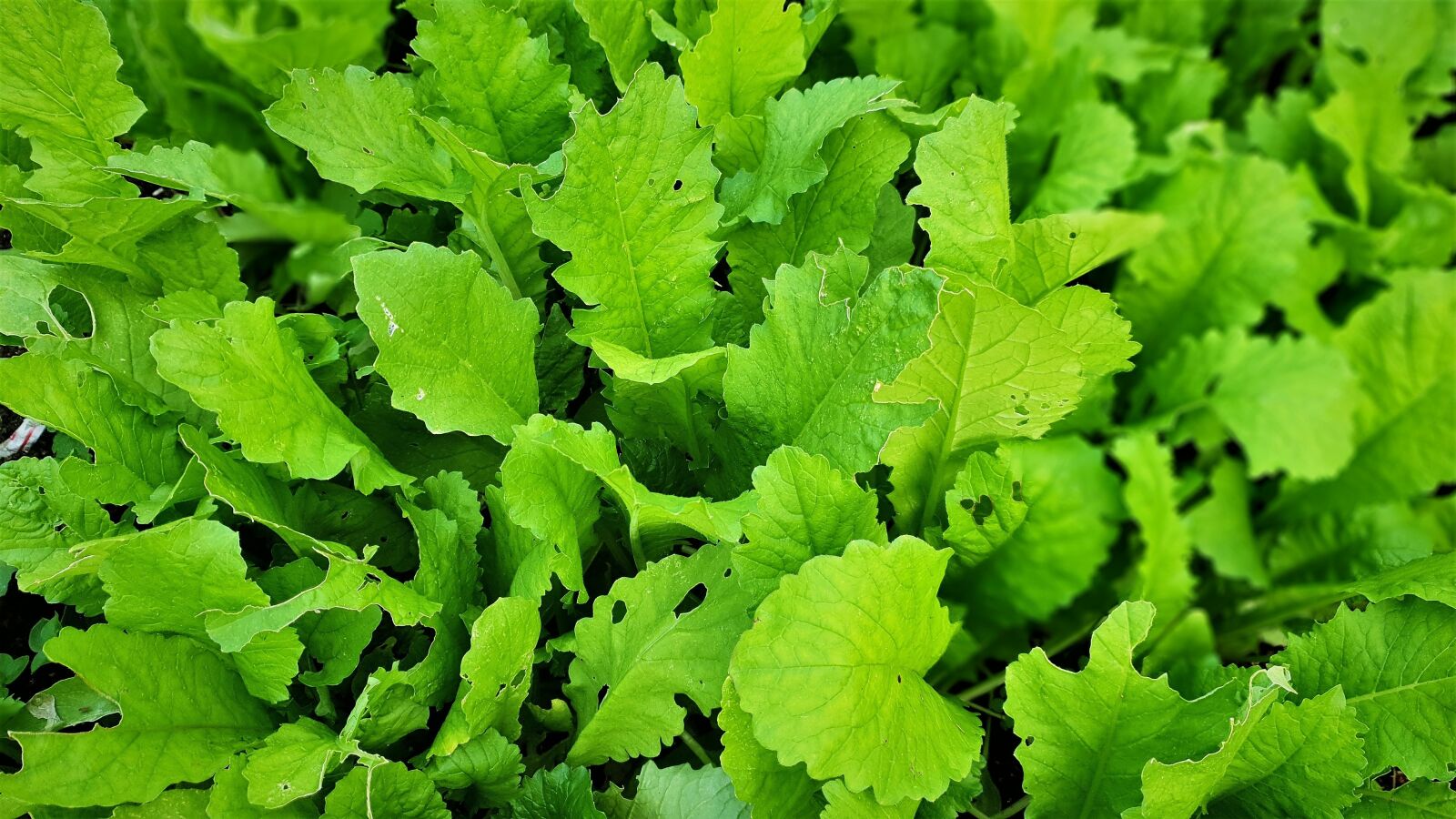 Samsung Galaxy S9 sample photo. Greens, free leaf, vegetables photography