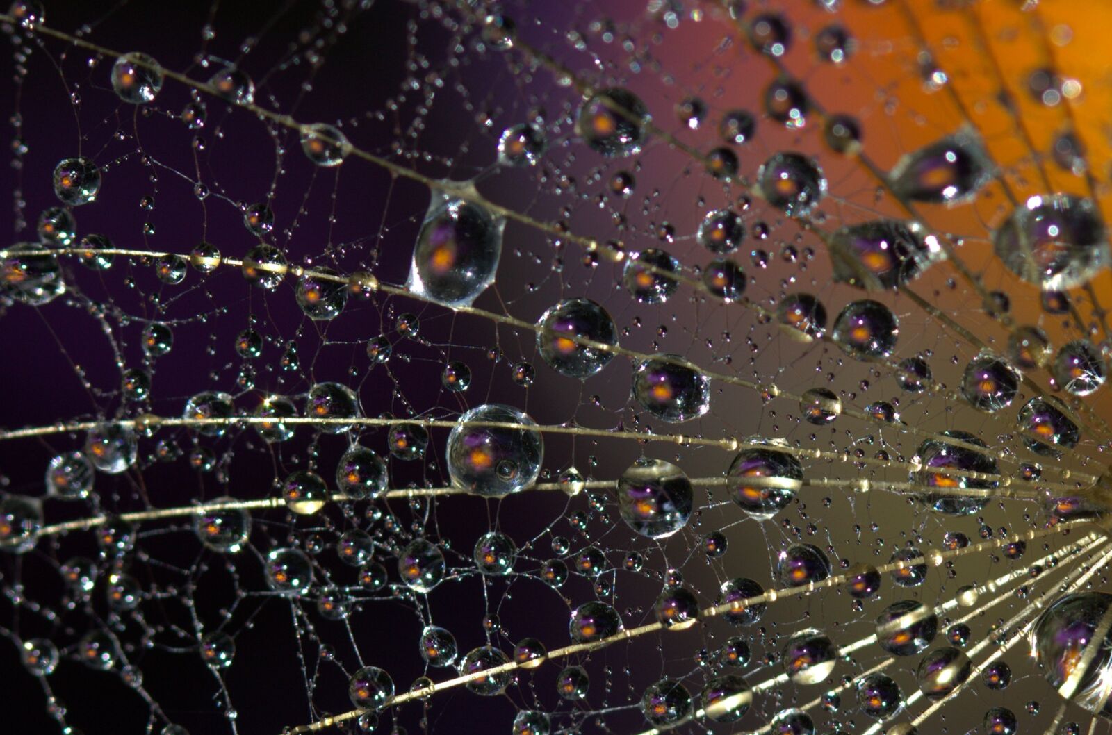 Canon EF-S 60mm F2.8 Macro USM sample photo. Dandelion, macro, drops photography