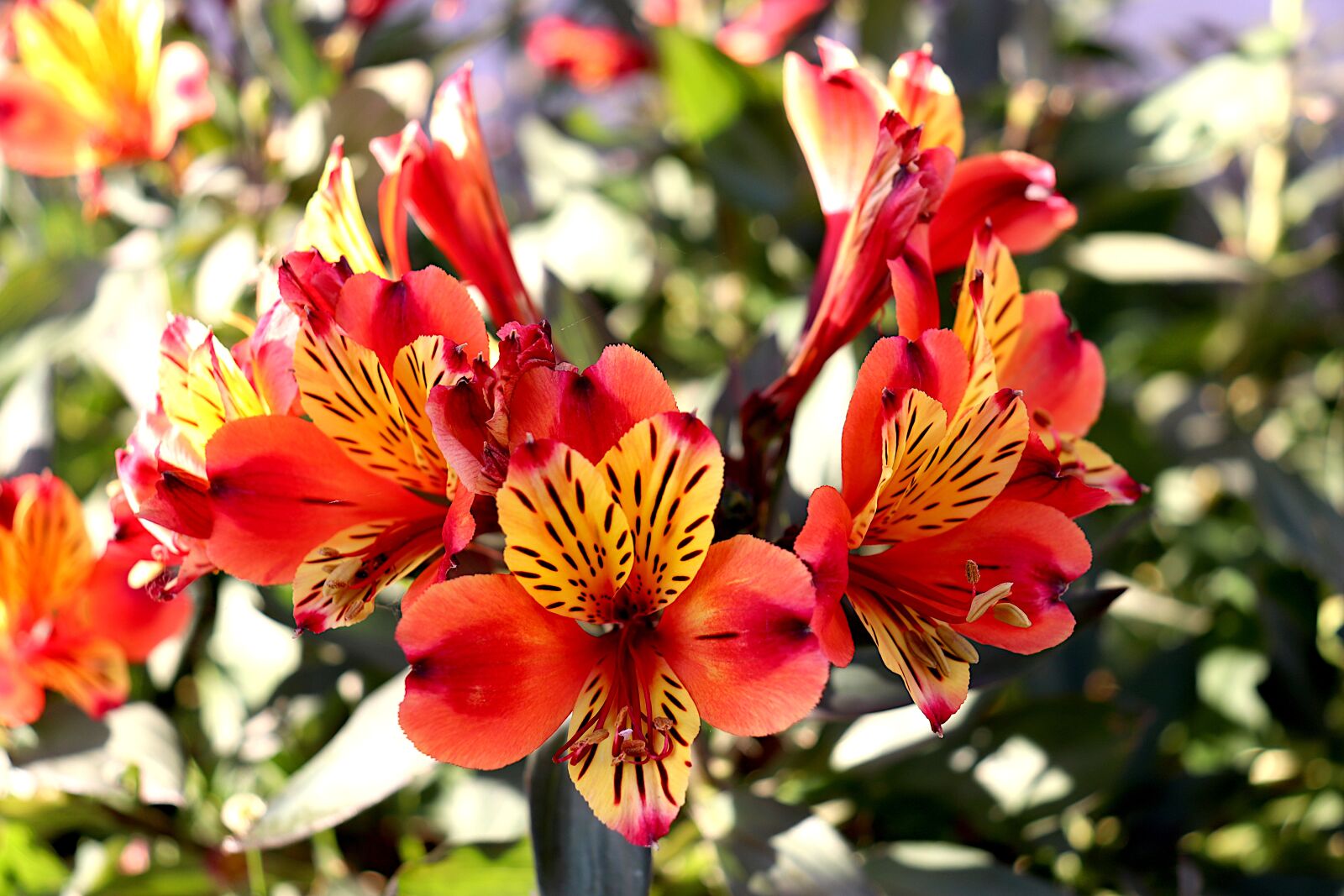 Canon EOS 800D (EOS Rebel T7i / EOS Kiss X9i) sample photo. Alstroemeria, flowers, plants photography