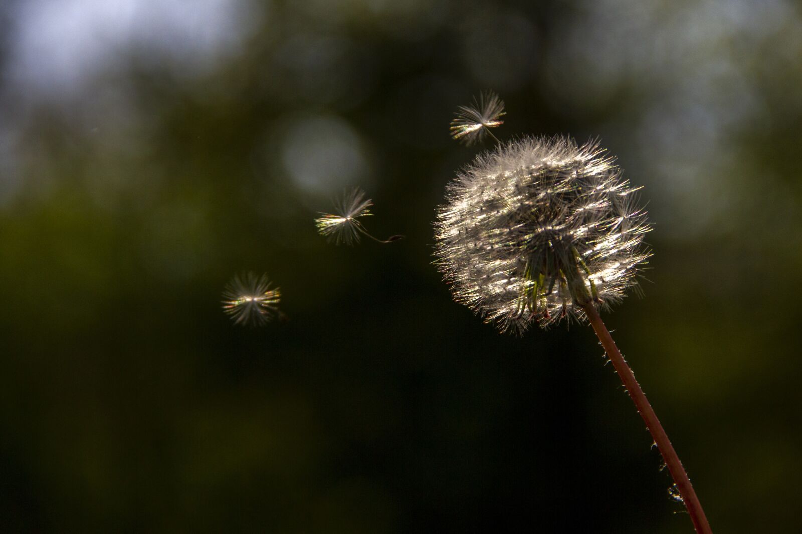 Canon EOS 7D sample photo. Dandelion, silver, glamour photography