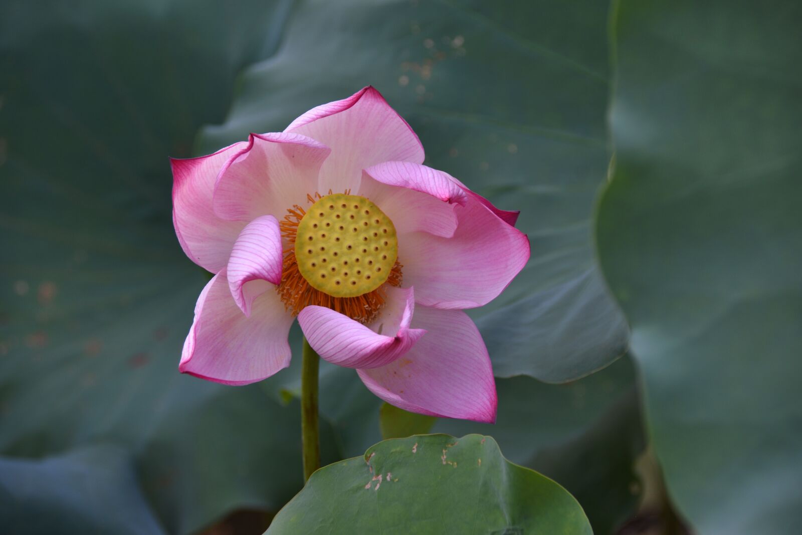 Nikon D7200 sample photo. Lotus, flower, plant photography