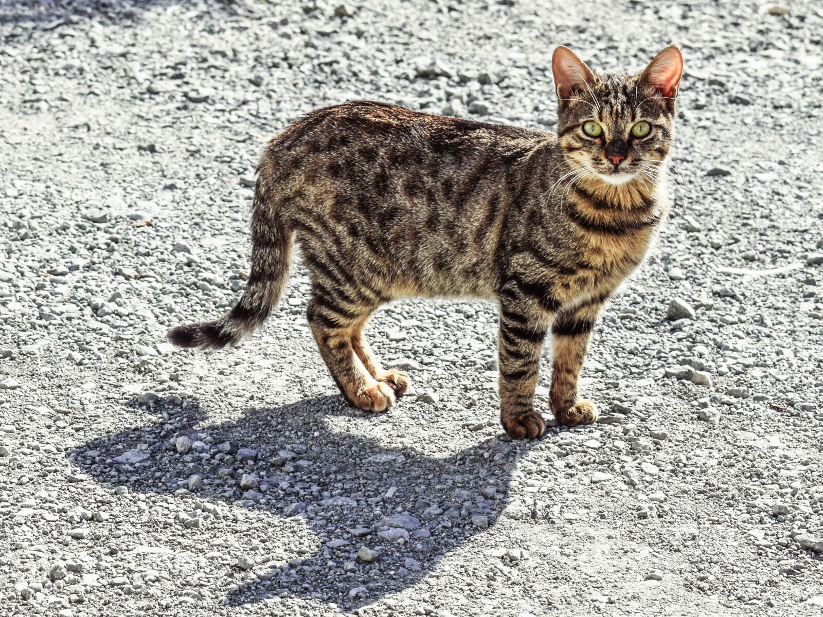 Nikon D3300 sample photo. Cat, stray, tabby photography