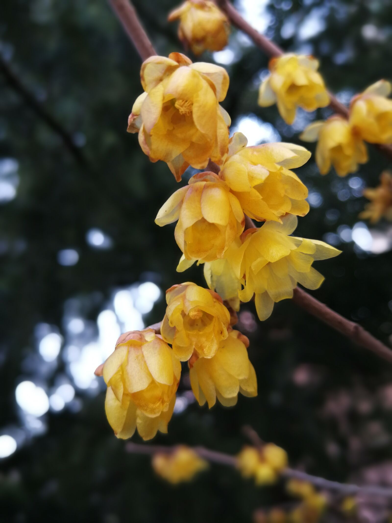 HUAWEI P10 Plus sample photo. Chimonanthus praecox, branch, leaf photography