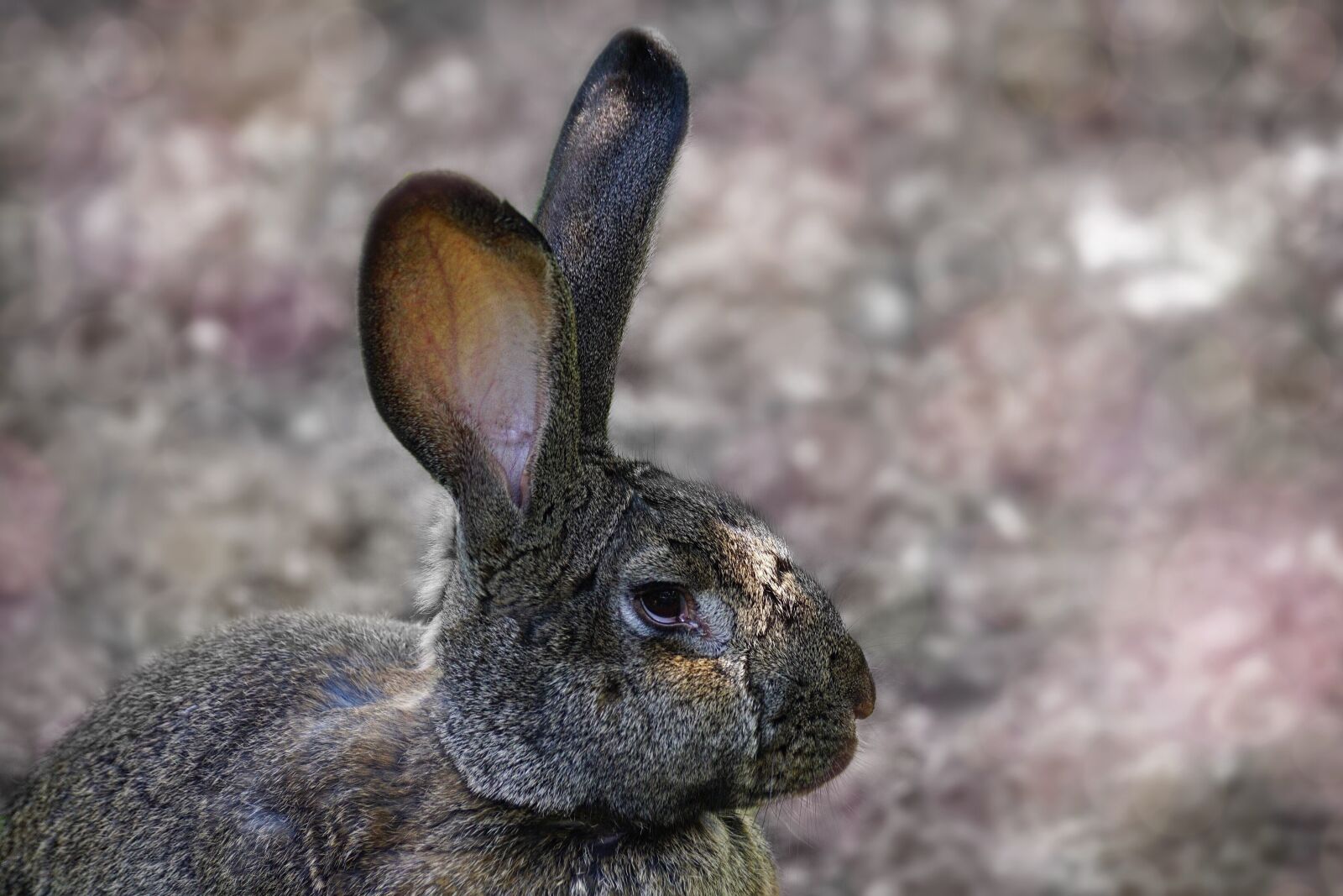 Sony DT 55-300mm F4.5-5.6 SAM sample photo. Hare, long eared, rodent photography