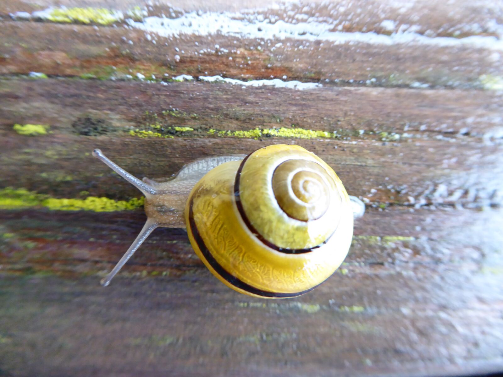 Panasonic DMC-TZ61 sample photo. Snail, shell, crawl photography