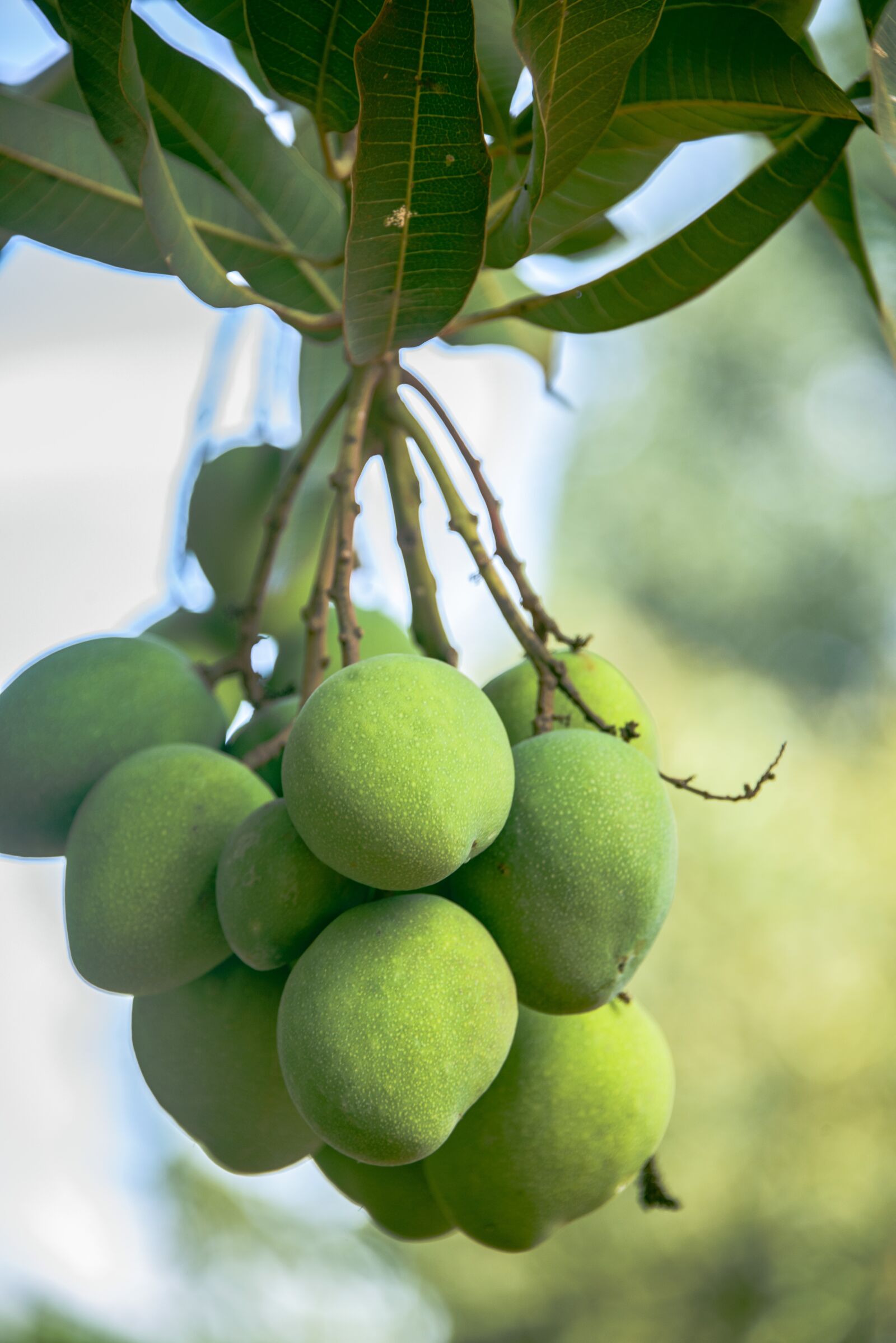 Nikon D800 sample photo. Food, mango, raw photography