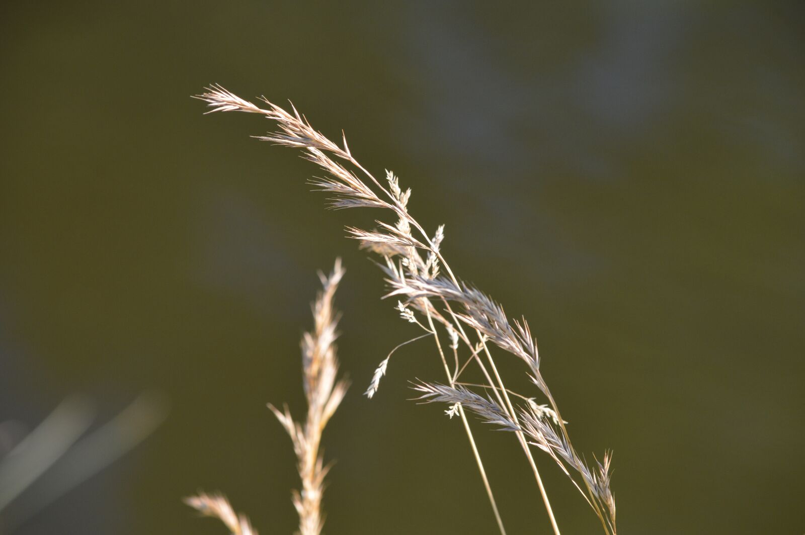 Nikon D3200 sample photo. Cereals, wind, summer photography