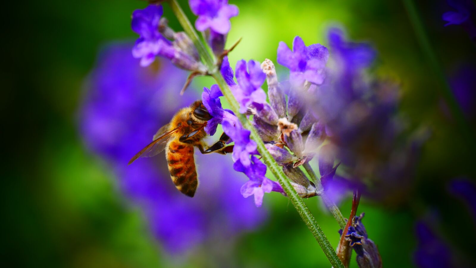 Panasonic Lumix DMC-G85 (Lumix DMC-G80) sample photo. Bee, nature, honey photography